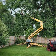 Best Tree Disease Treatment  in Oroville, CA