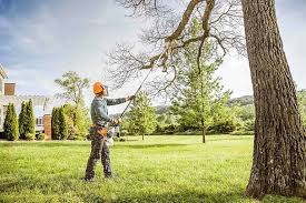 How Our Tree Care Process Works  in  Oroville, CA