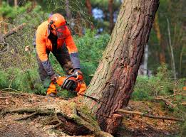 Best Soil Testing and Treatment  in Oroville, CA