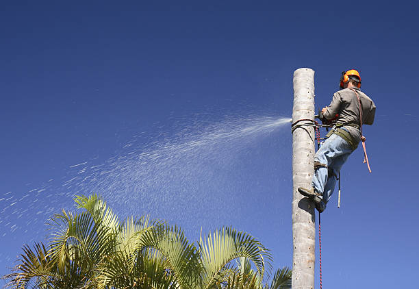 Best Tree Trimming and Pruning  in Oroville, CA