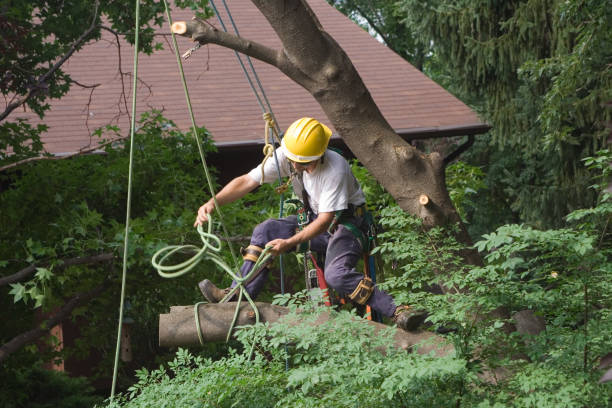 Best Commercial Tree Services  in Oroville, CA