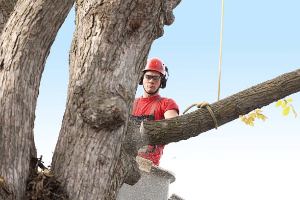 Best Hedge Trimming  in Oroville, CA